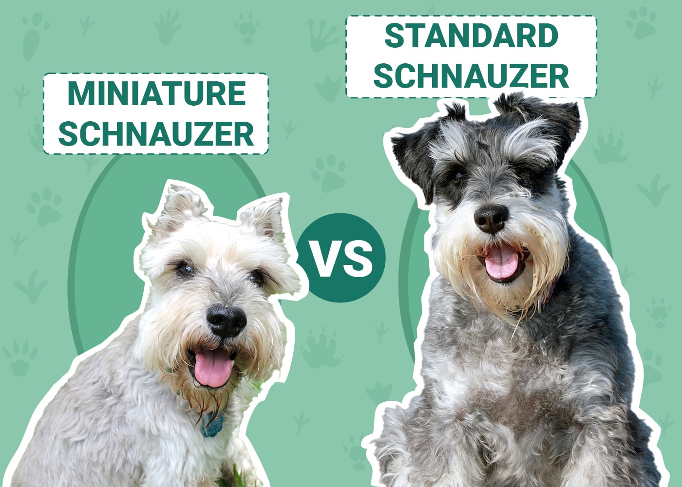 Miniature Schnauzer vs. Standard Schnauzer: The Differences (With ...
