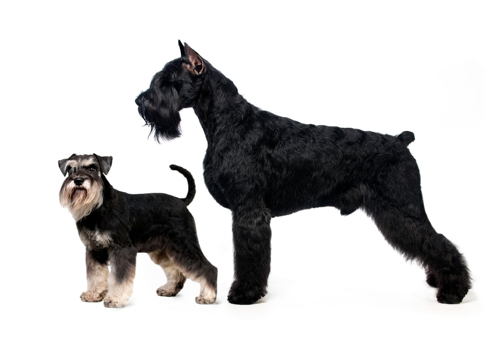 miniature-vs-giant-schnauzer_Liliya-Kulianionak_Shutterstock