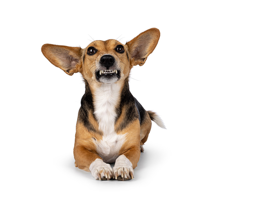 mixed breed dog grimacing