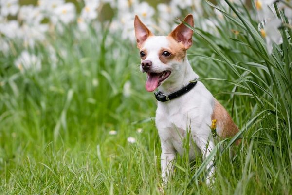 mixed breed dog sitting at the grassfield