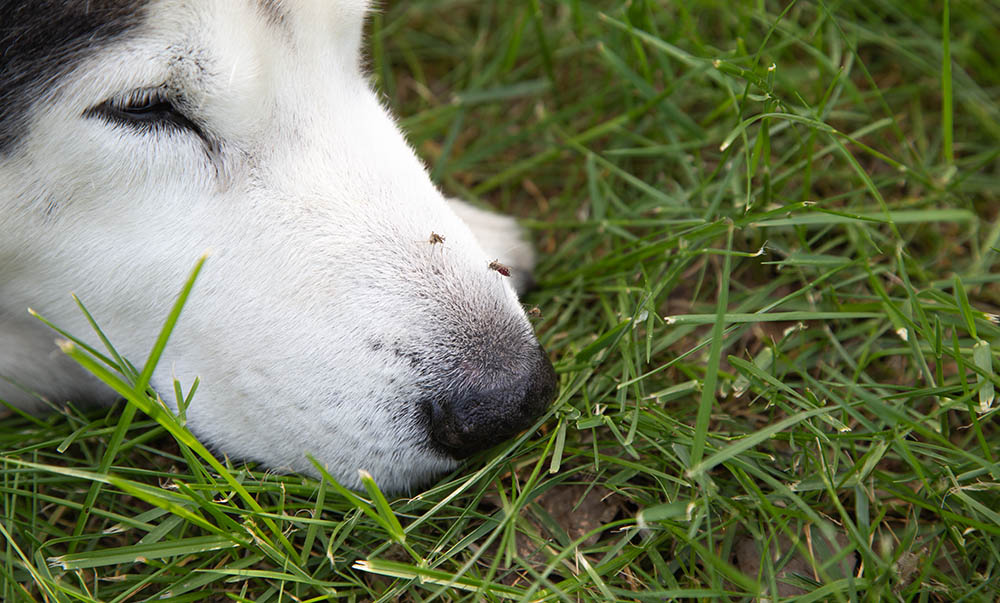 mosquito bites a sleeping husky