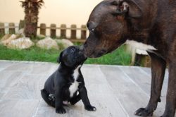 Why Do Dogs Lick Each Other's Mouths? Canine Behavior Explained – Dogster