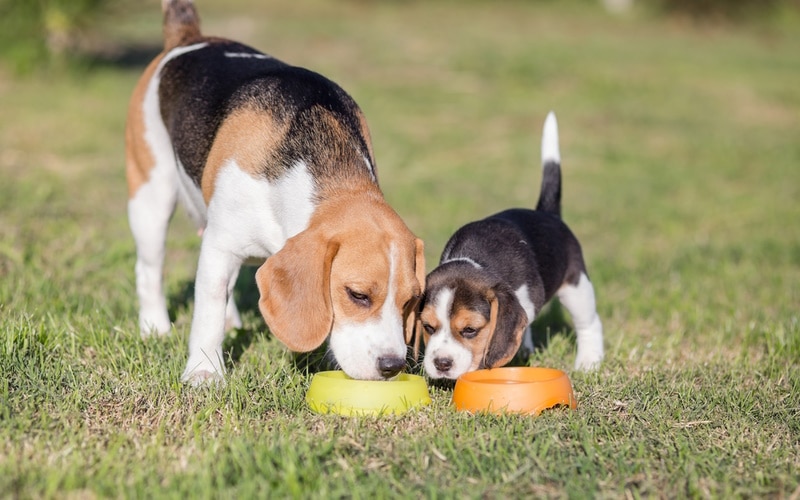 mother-beagle-dog-and-her-puppy-eating