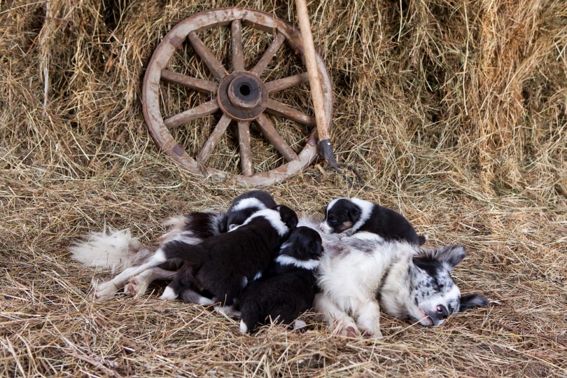 mother border collie and her puppies