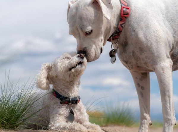 mother dog and her puppy