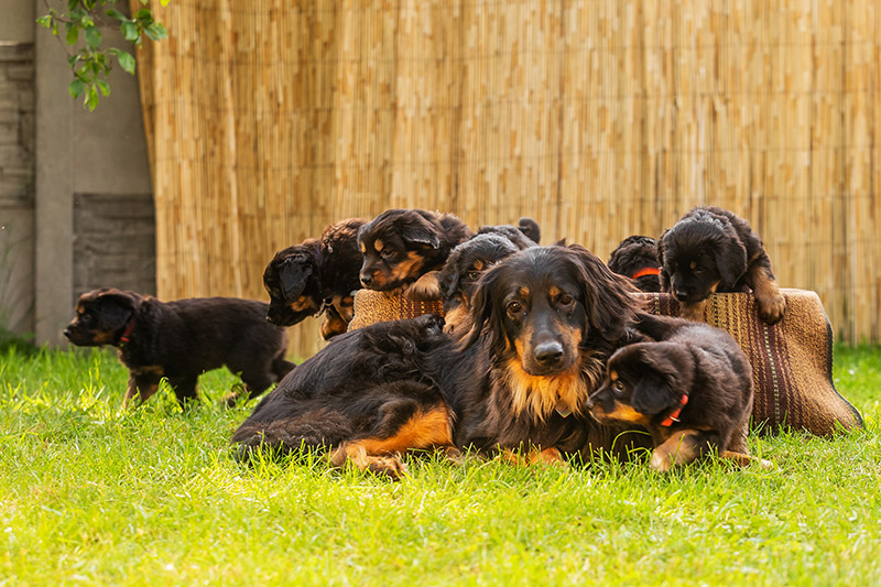 mother hovawart dog with her puppies