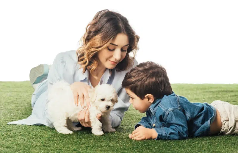 mother introducing a havanese puppy dog to her son