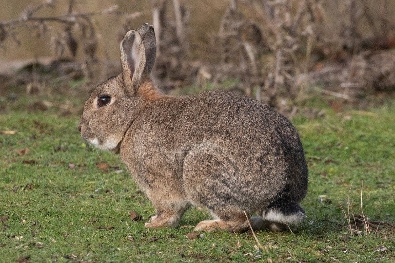 mountain cottontail rabbit