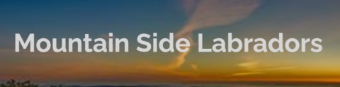 mountainsidelabradors