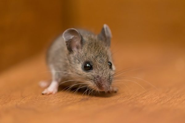 mouse up close