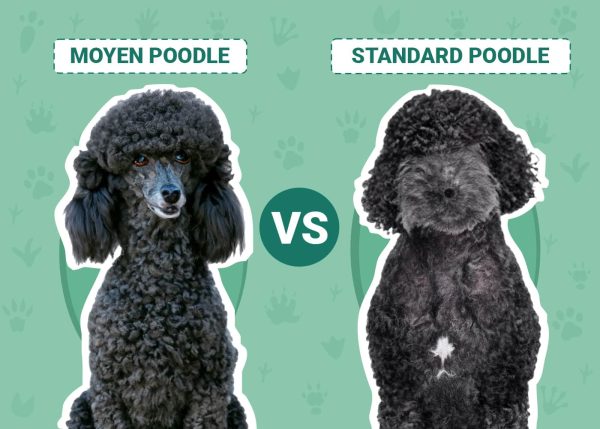 Moyen vs Standard Poodle