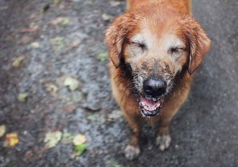 muddy golden retriever in the rain