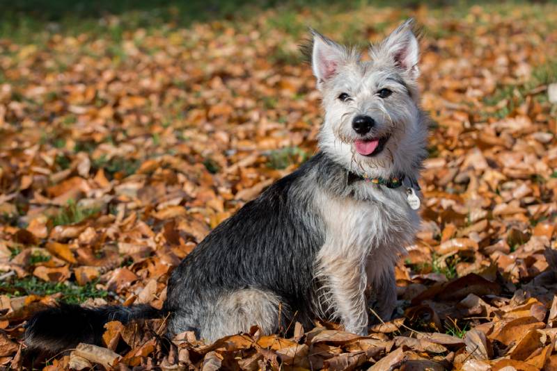mutt-dog-in-the-autumn-time