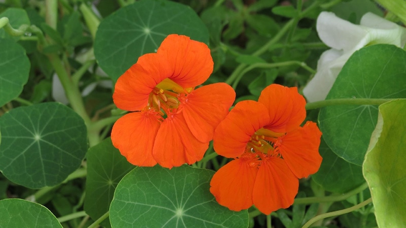 nasturtium plant