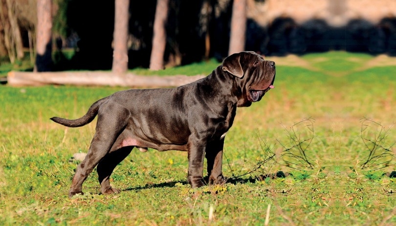 neapolitant mastiff_Ricantimages_Shutterstock