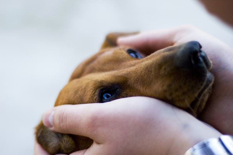 needy dachshund puts the head in hands of the owner