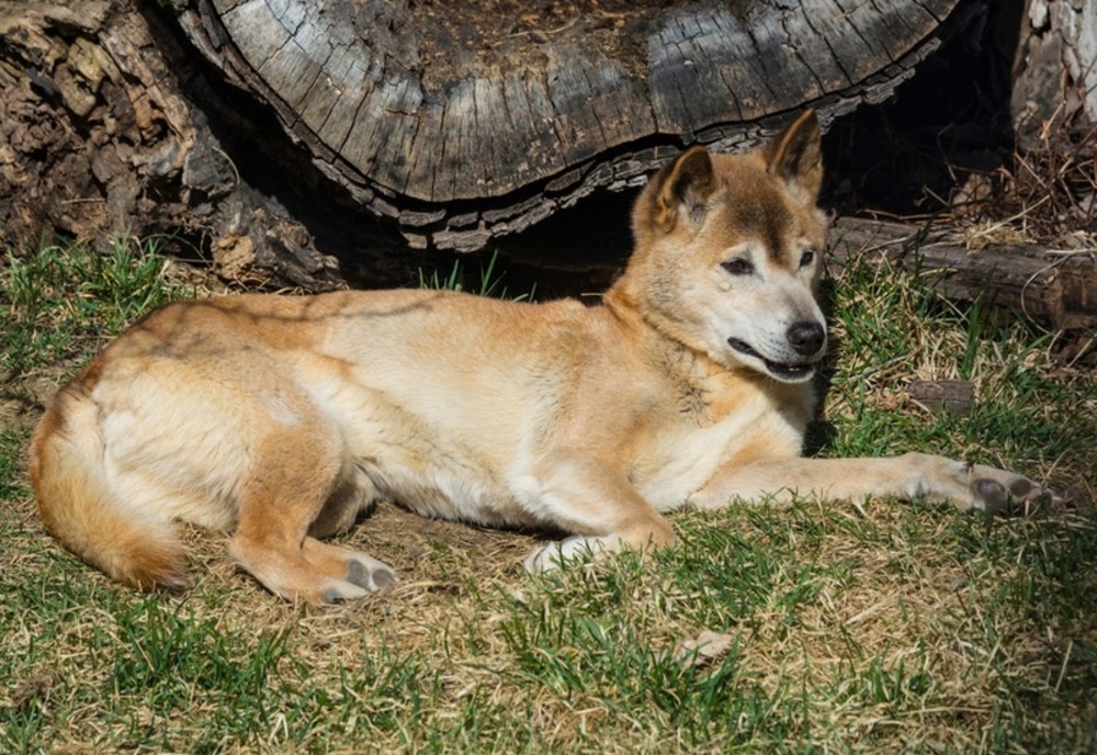 new-guinea-singing-dog-resting