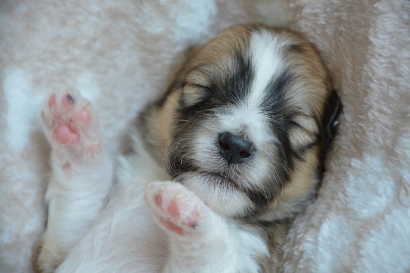 newborn puppy