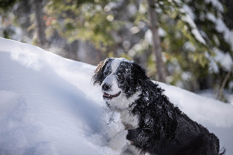 newfoundland bernese dog mix
