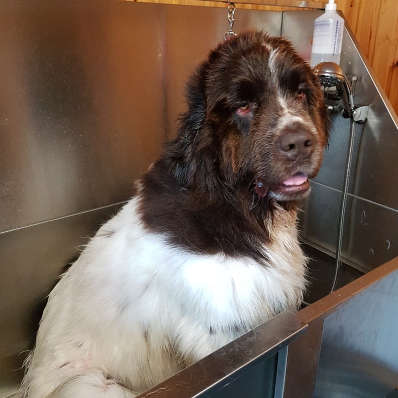 newfoundland dog grooming