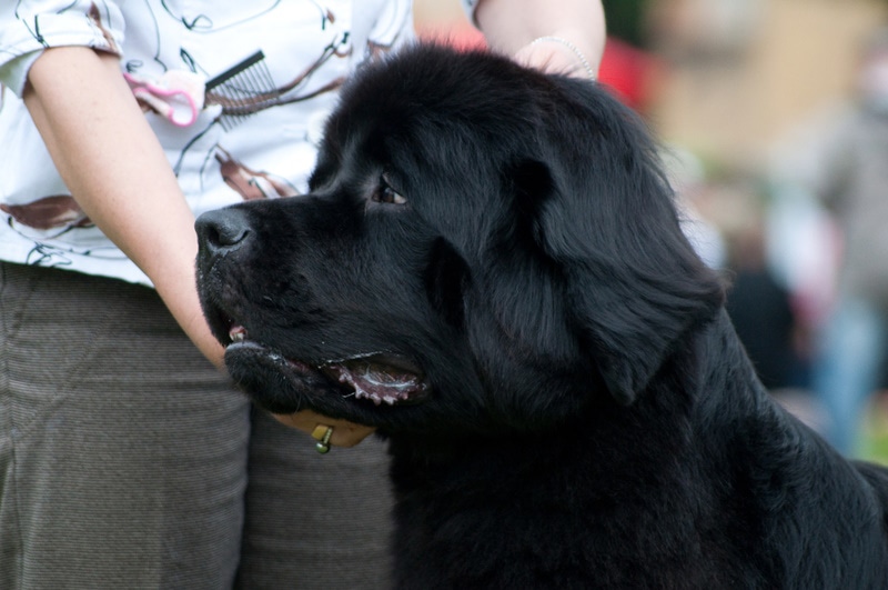 newfoundland dog near owner