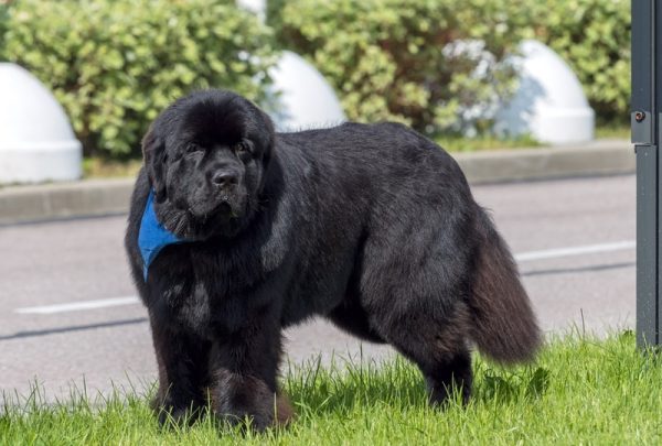 Newfoundland dog standing in the grass