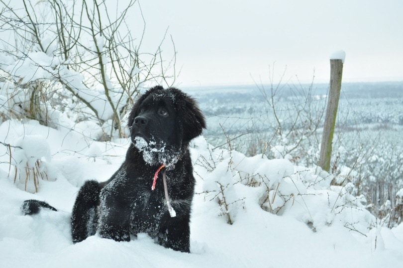 newfoundland dog_inside4_Pixabay