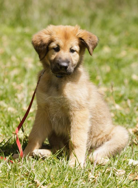 nine Weeks Old Chinook female puppy sitting on grass and looking