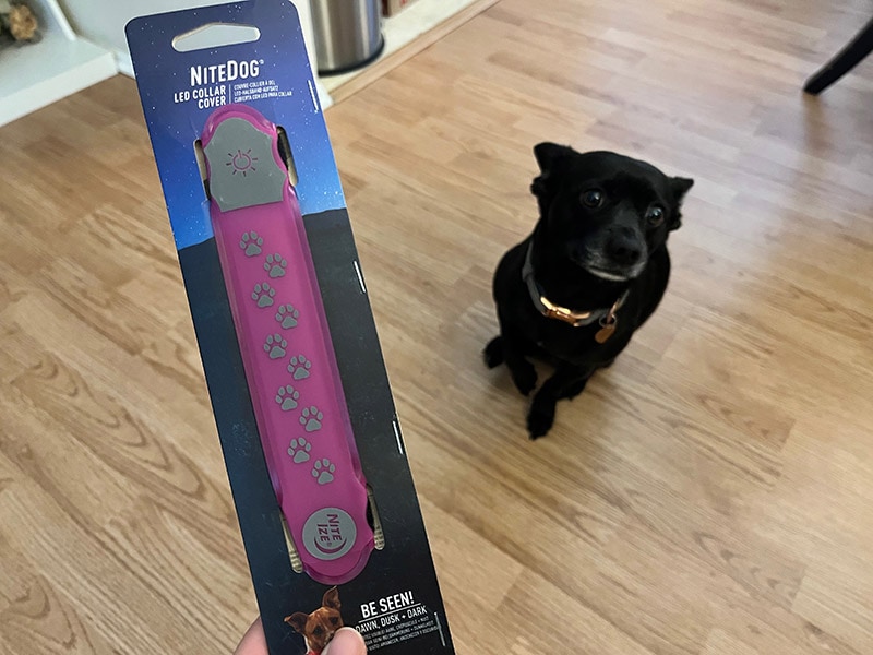nitedog led collar cover with coco in the background