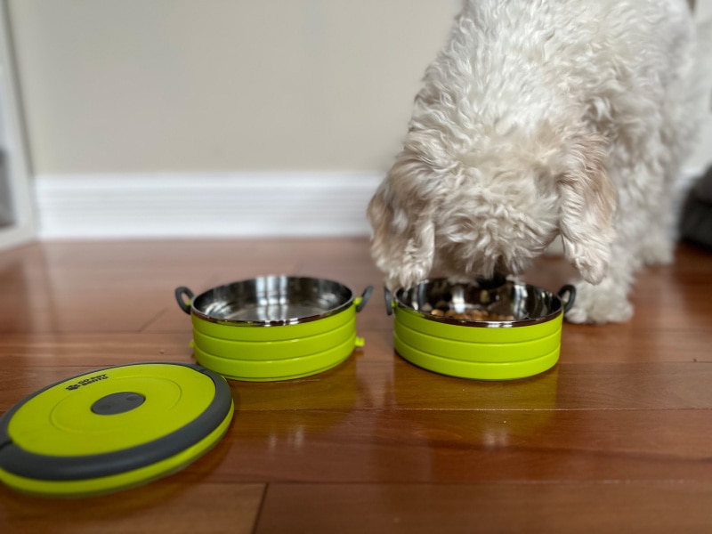 nora eating from healthy human go pet bento bowl