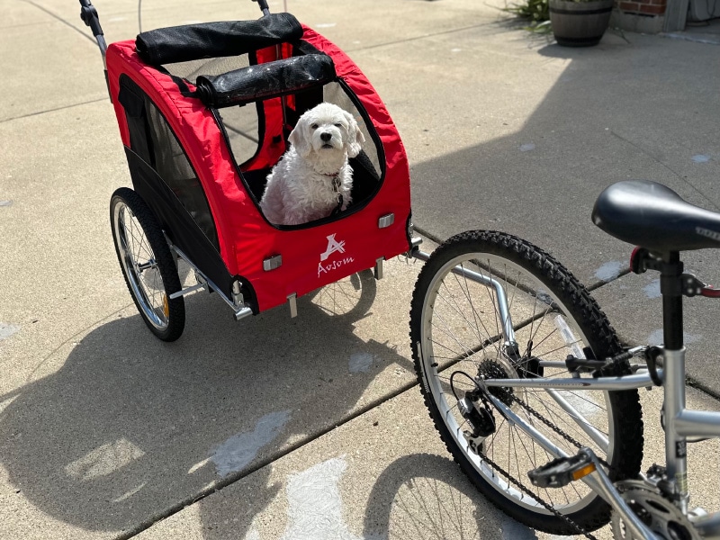 nora sitting in aosom elite II attached to a bicycle