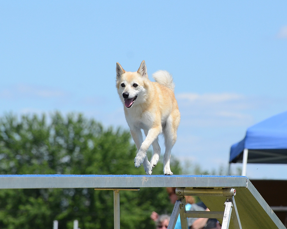 norwegian buhund dog doing agility training