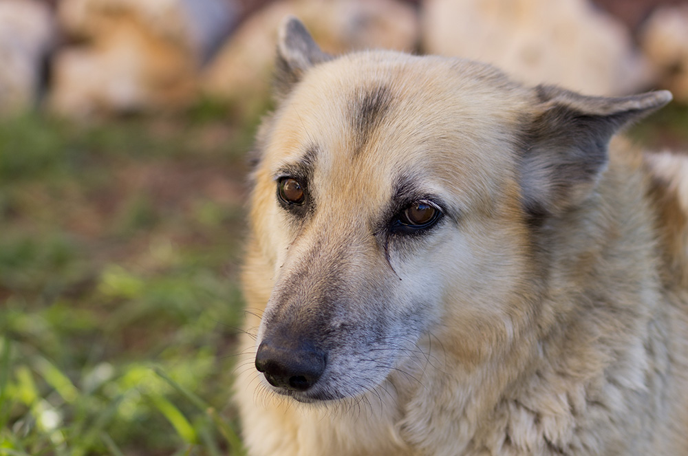 norwegian buhund up close