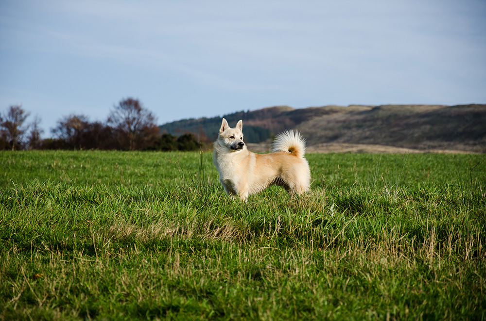 Norwegian Buhund on the field