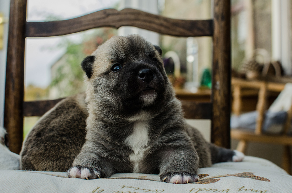 Norwegian Buhunds puppies