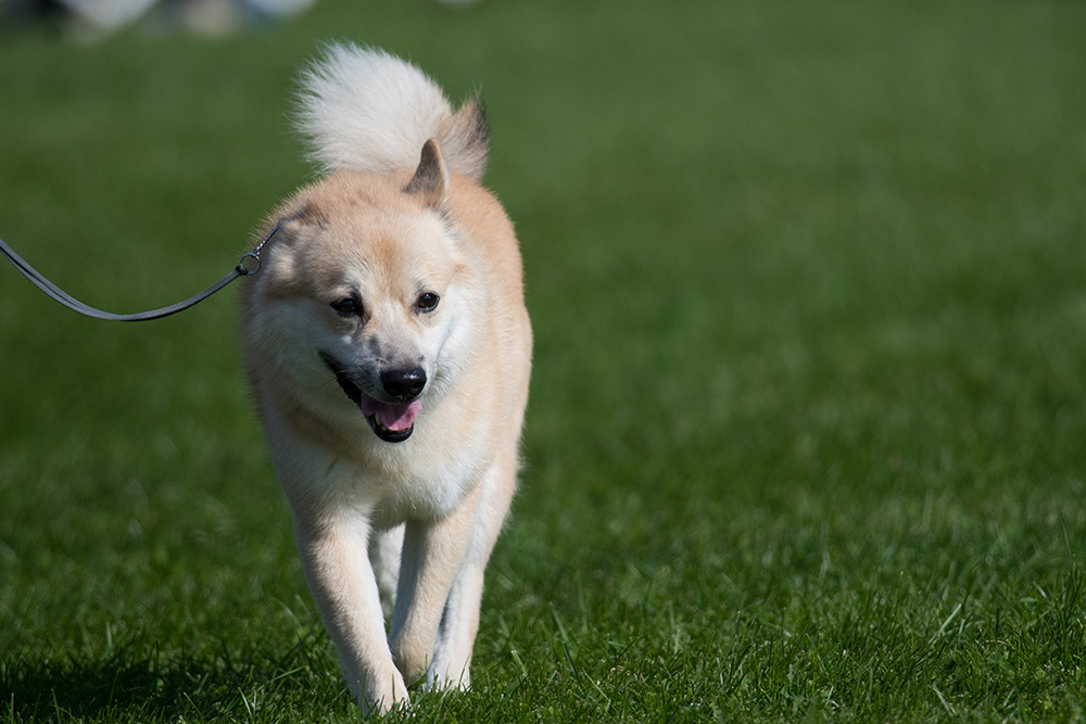 Norwegian Buhund walking with leash