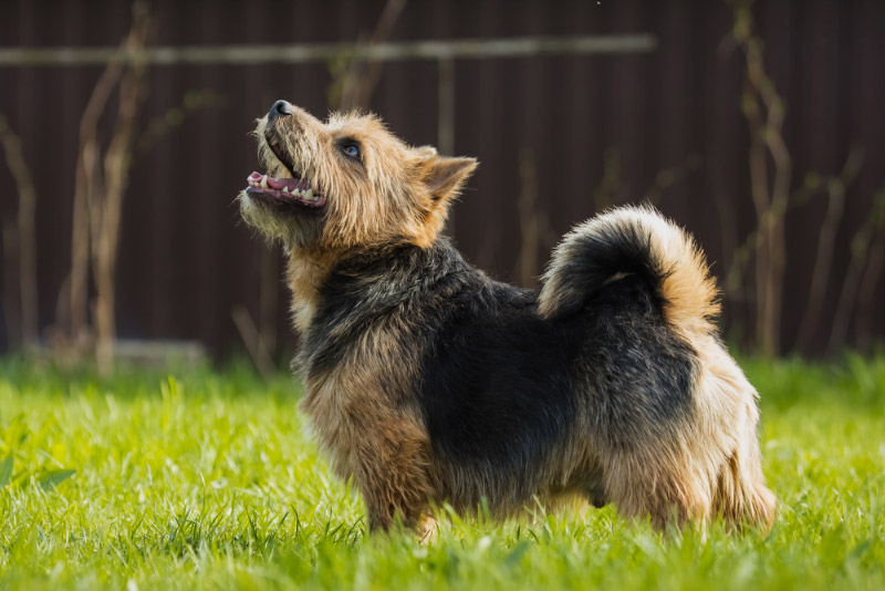 norwich terrier dog standing on grass and looking up