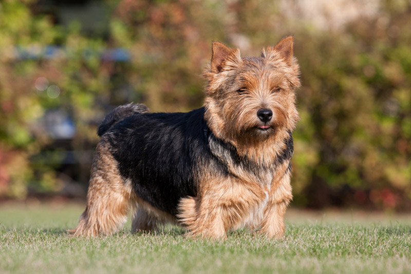 norwich terrier dog standing on grass