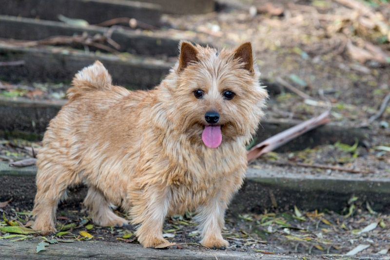 norwich terrier dog standing on stairs outdoor