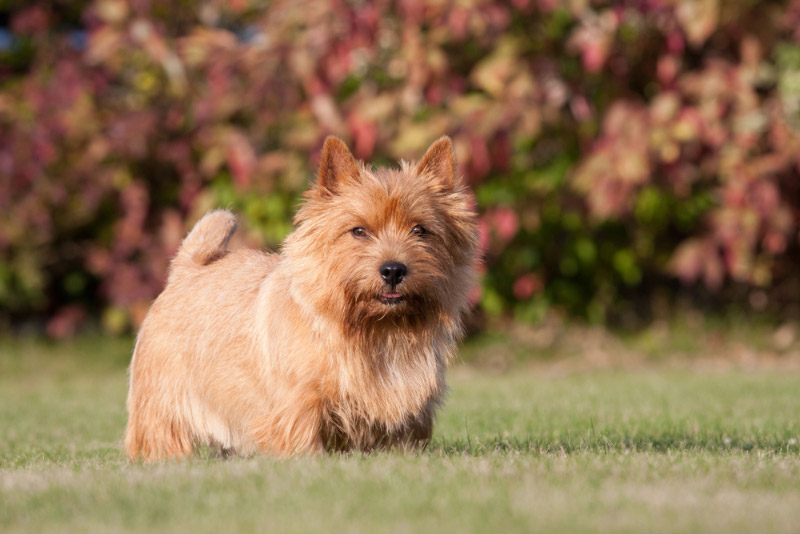 norwich terrier dog standing on the grass