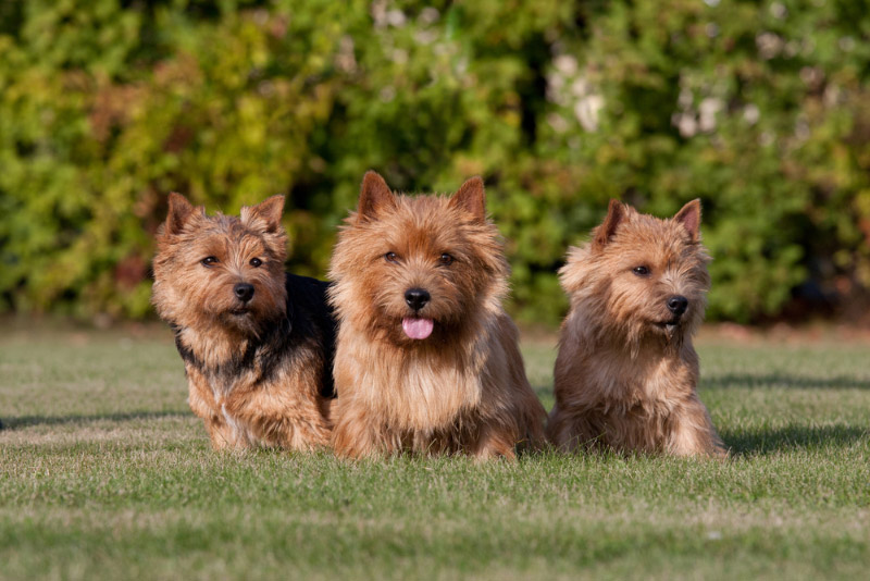 norwich terrier dogs sitting on grass