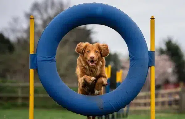 nova scotia duck tolling retriever jumping through hoop