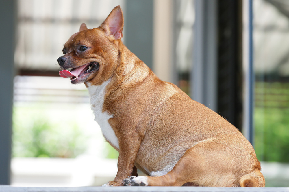 obese chihuahua dog