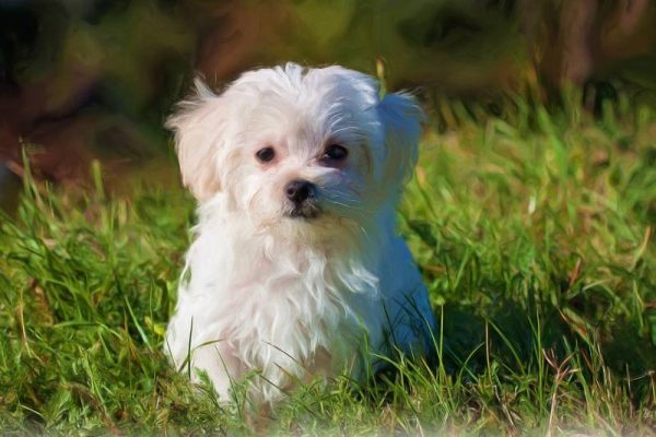 oil painting of a white maltese dog