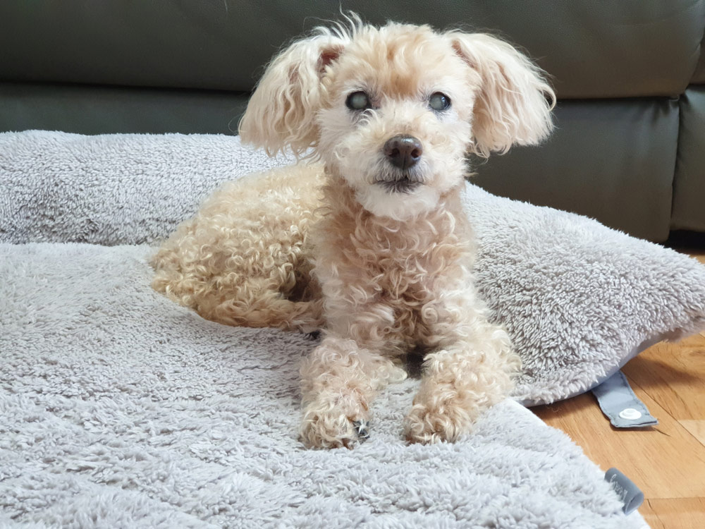 old blind dog with cataract lying at home