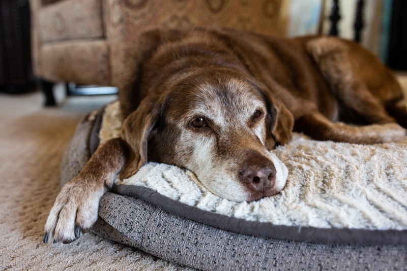 old dog lying on bed