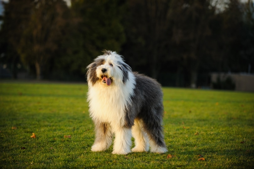 old english sheep dog outdoor