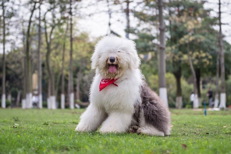 old english sheepdog sitting on the grass outdoors