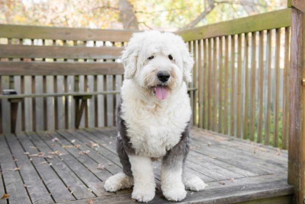 old english sheepdog sitting