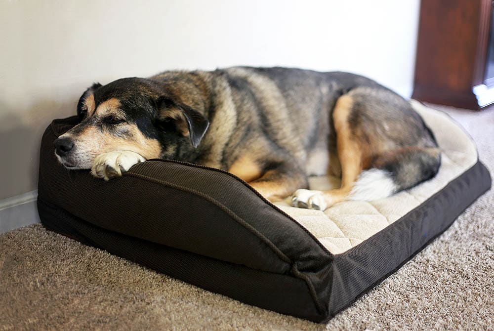 old German Shepherd Border Collie Mix resting in bed